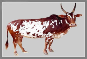 Bargur Breed