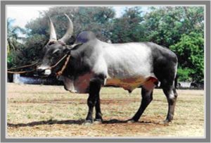 Kangeyam Breed