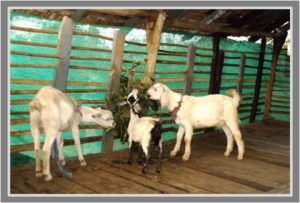 Tellicherry Goat