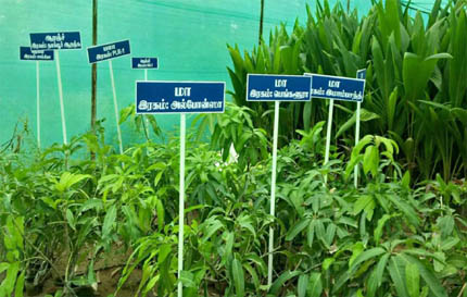 Nursery